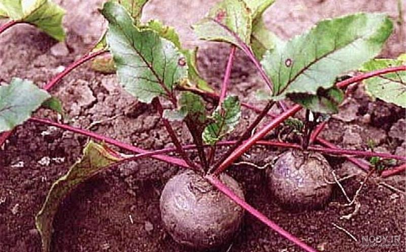 خواص لبو برای کبد خواص لبو برای کبد