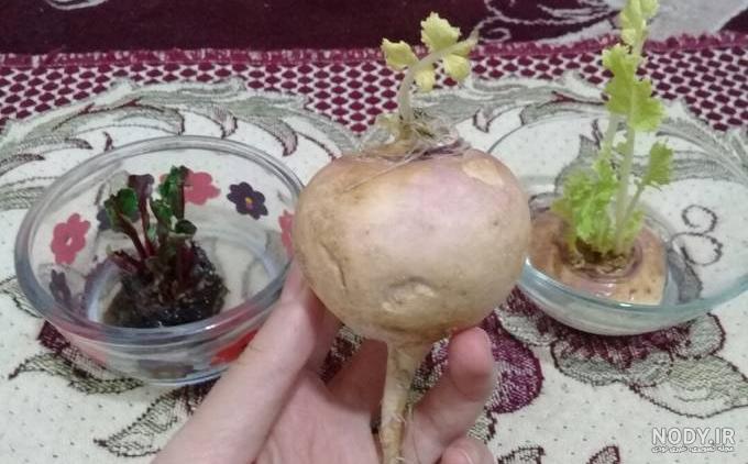 خواص لبو برای کودکان خواص لبو برای کودکان