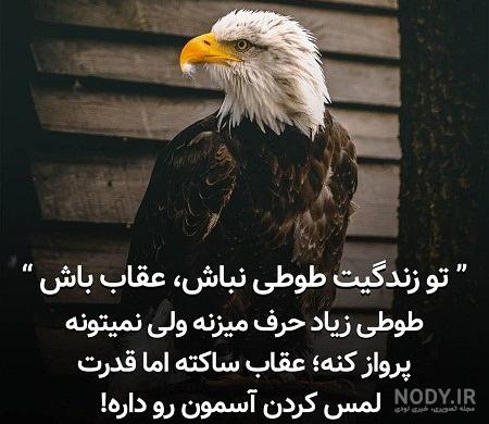 عکس عقاب با جفتش