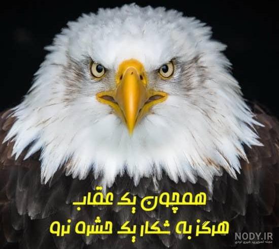 عکس عقاب خنده دار