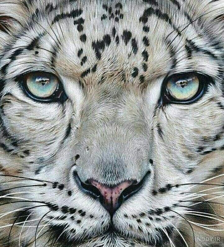 عکس پلنگ برای طراحی