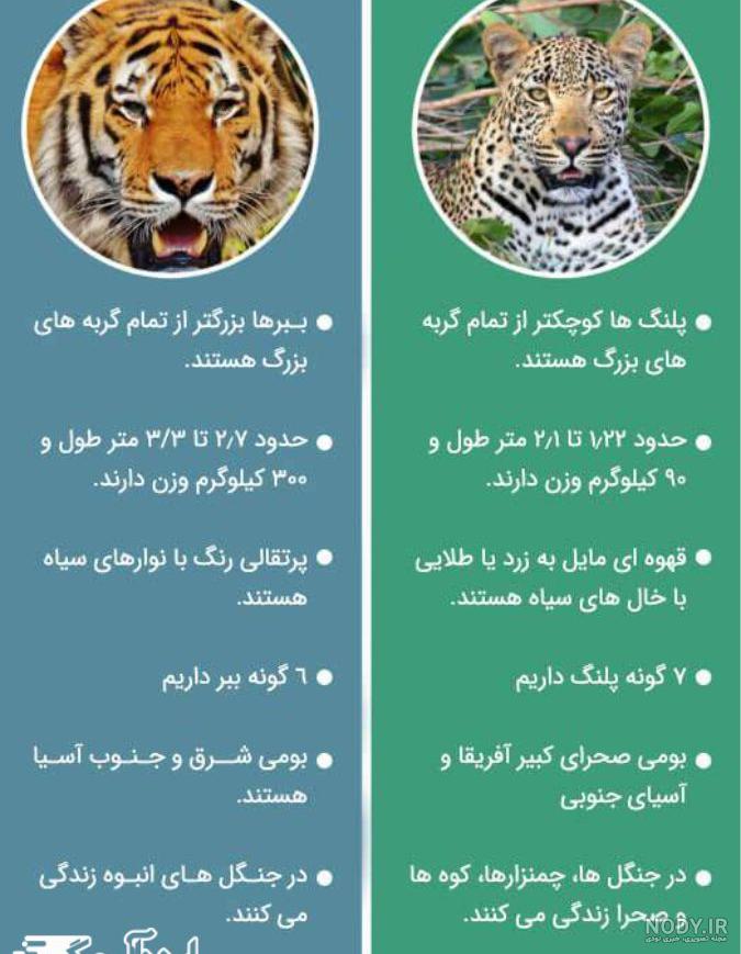عکس پلنگ شیر ببر