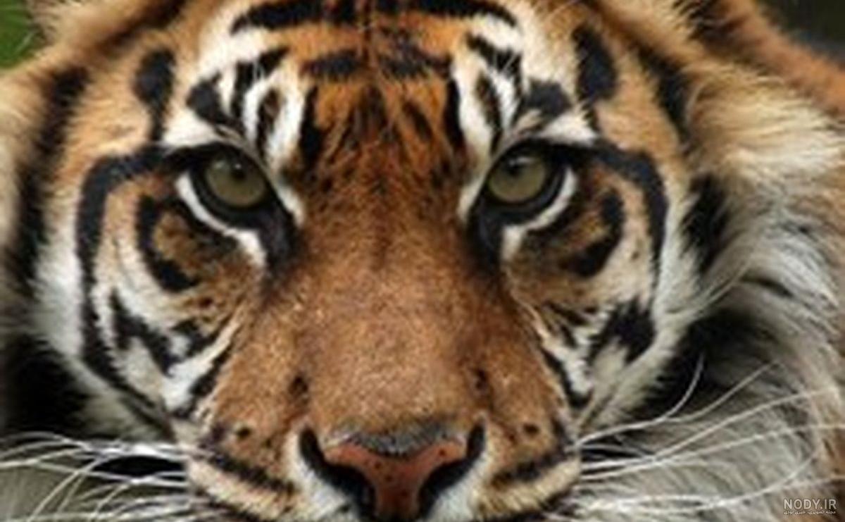 عکس پلنگ قرمز