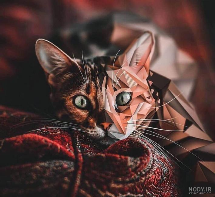 عکس گربه خانگی سفید عکس گربه خانگی سفید