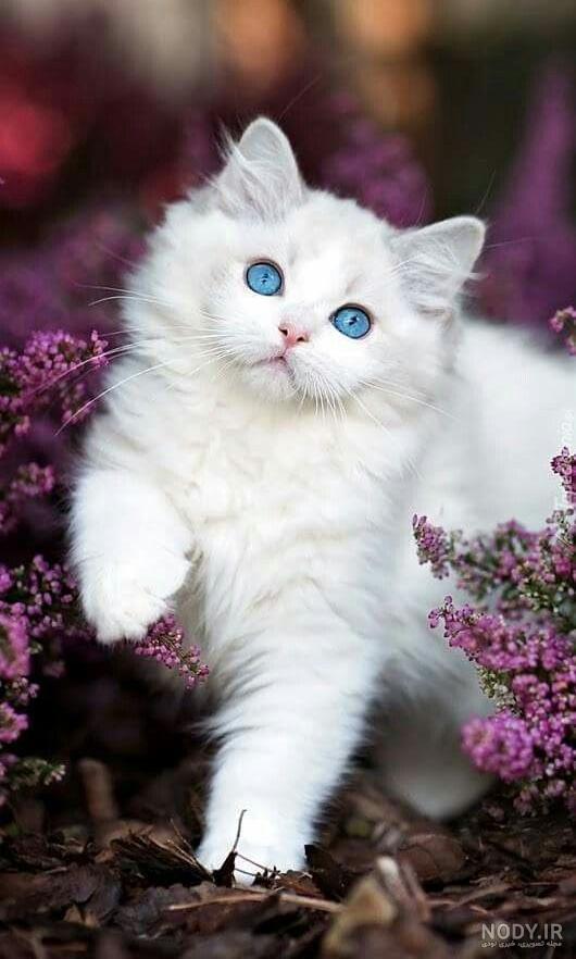 عکس گربه خندون عکس گربه خندون