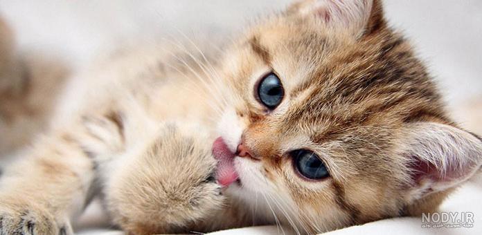 عکس گربه و دختر برای پروفایل عکس گربه و دختر برای پروفایل