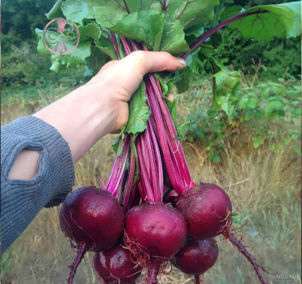 لبو برای سرفه لبو برای سرفه