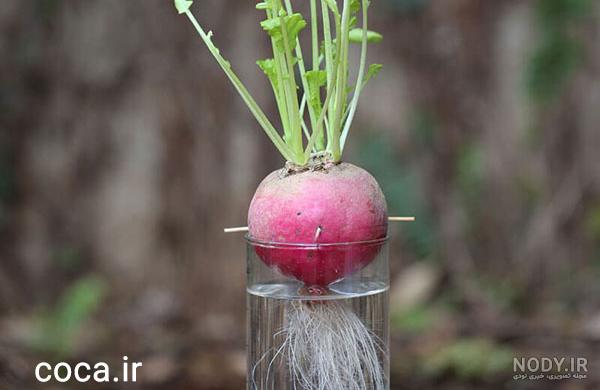 لبو برای سرفه لبو برای سرفه