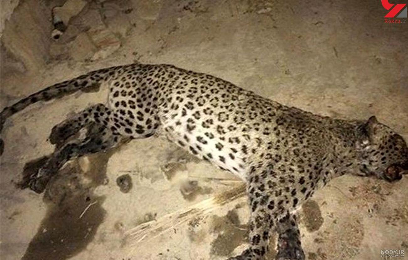 گربه در فال قهوه گربه در فال قهوه