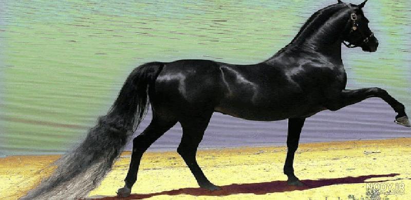 اسب عربی اسب عربی