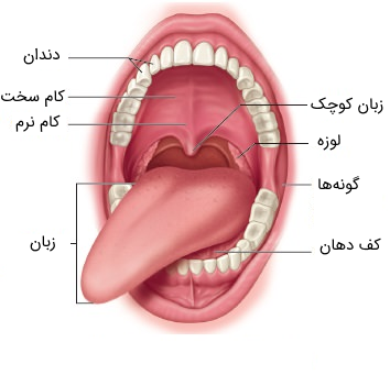ایا سرطان گلو کشنده است