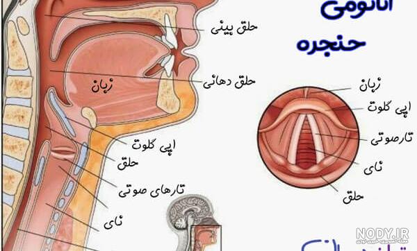 ایا سرطان گلو کشنده است