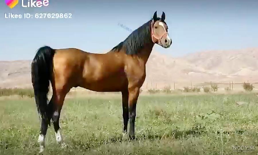بهترین نژاد اسب کرد بهترین نژاد اسب کرد