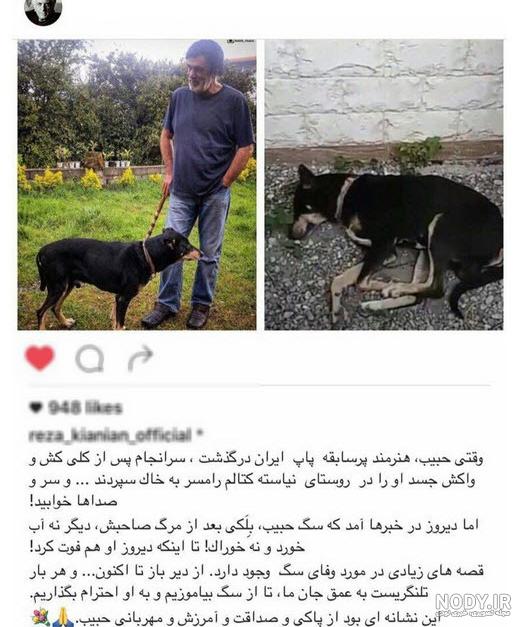 خوشگل ترین سگ دنیا