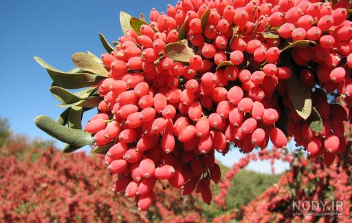 زرشک تازه را چگونه مصرف کنیم