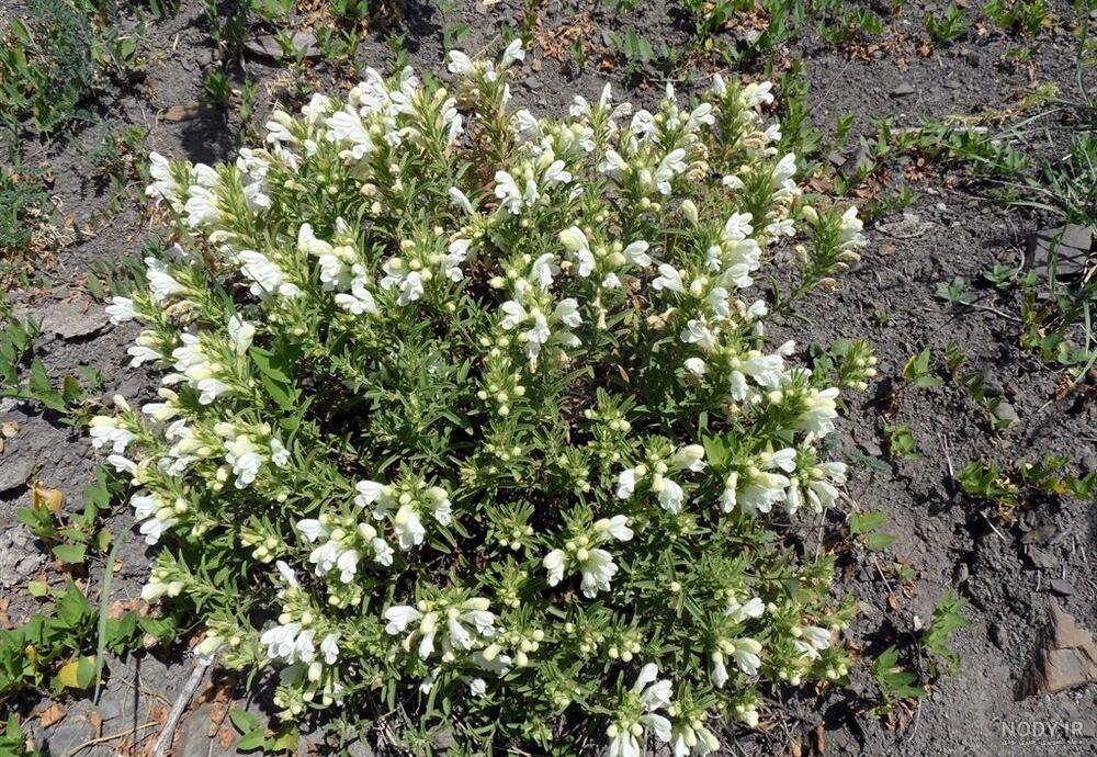 سبزی پلنگ مشک رودبار