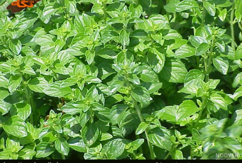 عرق بومادران برای سنگ کلیه