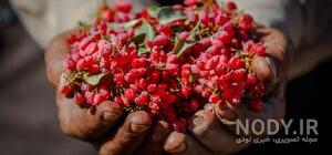 عکس درخت زرشک کوهی