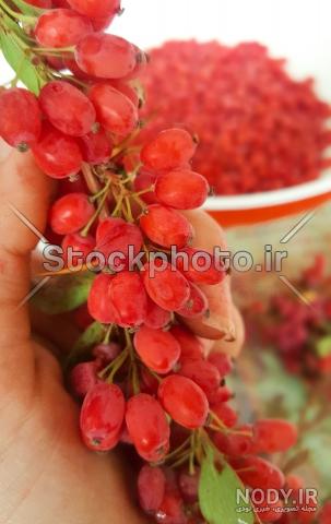 عکس زرشک تازه