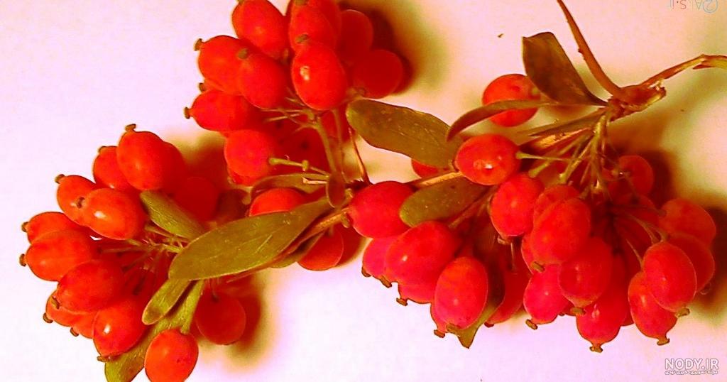 عکس زرشک پلو با مرغ مجلسی