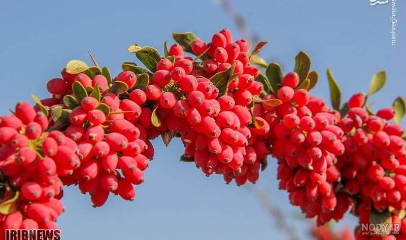عکس زرشک کوهی