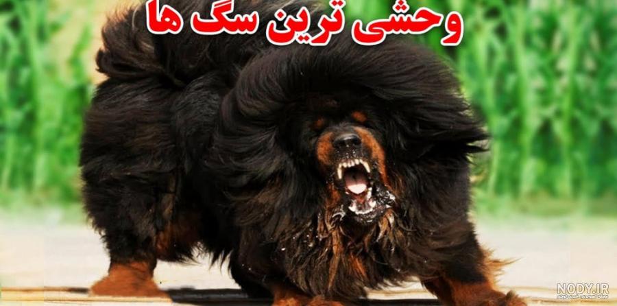عکس سگ وحشی سیاه