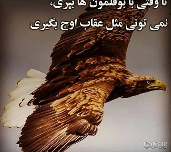 عکس عقاب با جفتش