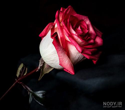 عکس گل رز قرمز مخملی برای پروفایل