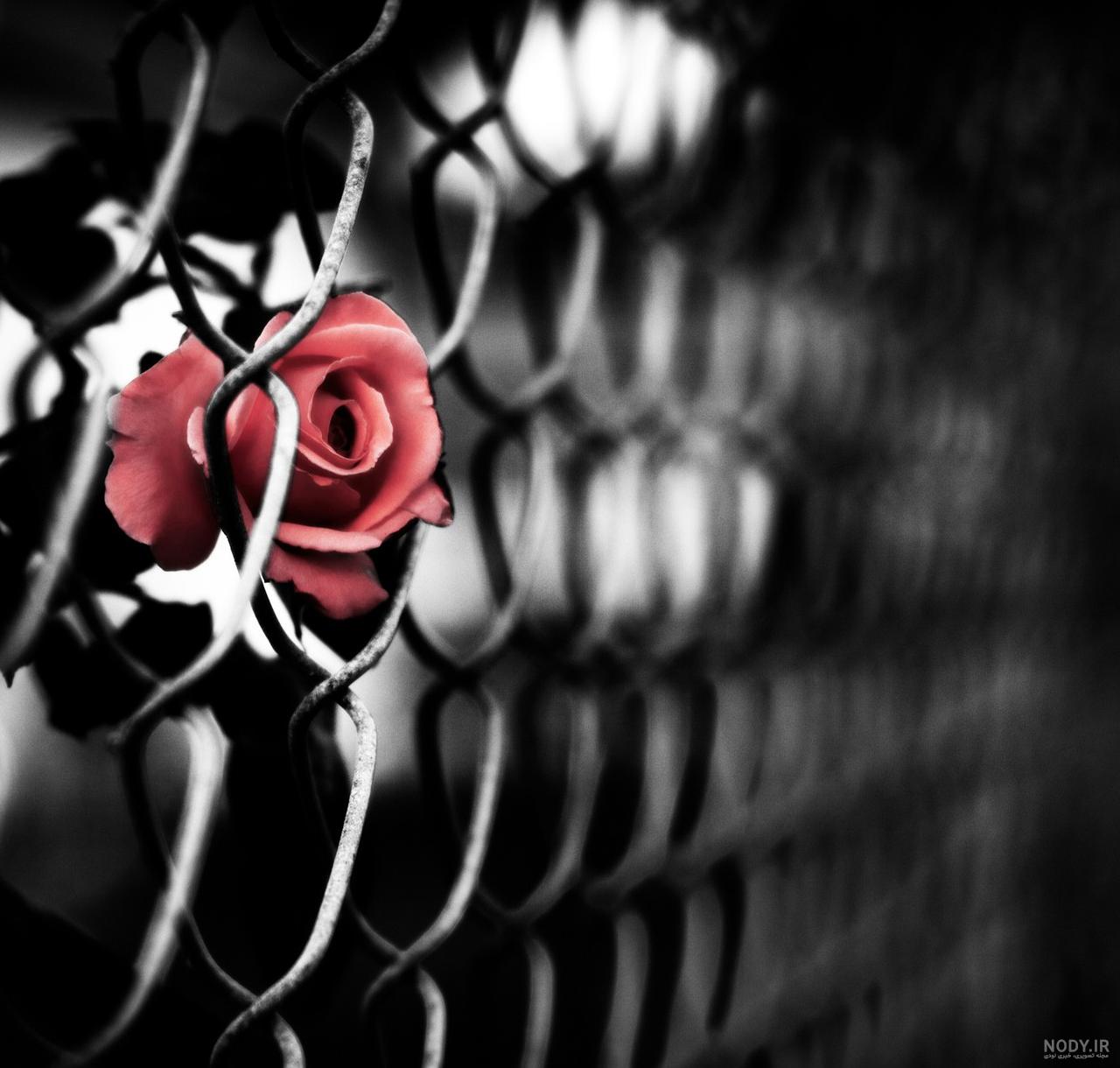 عکس گل رز پژمرده برای پروفایل