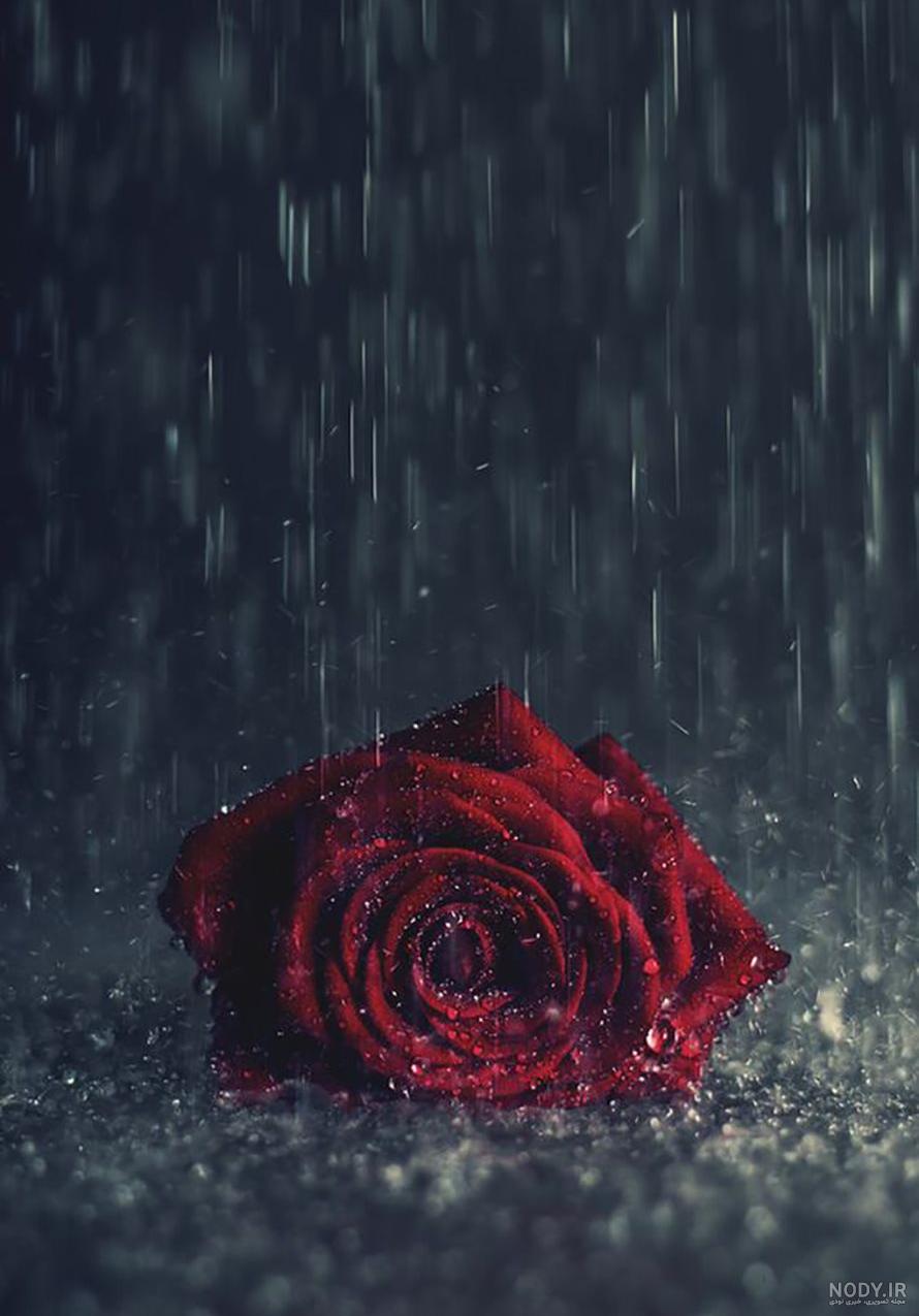 عکس گل پژمرده فانتزی