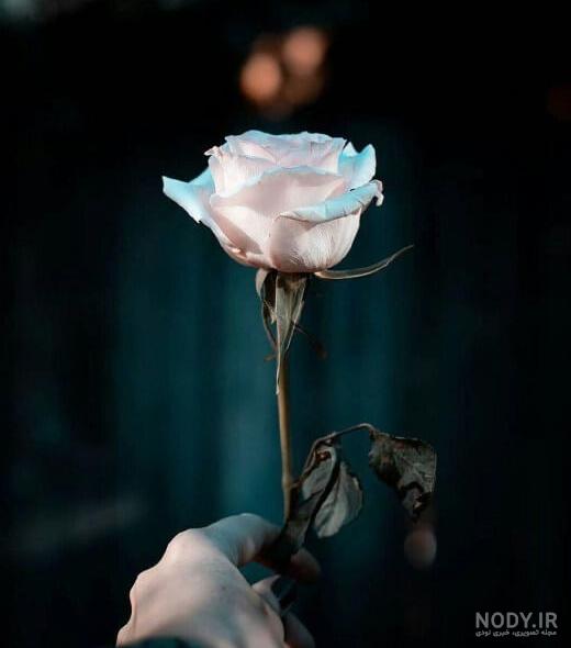 عکس گل پژمرده فانتزی