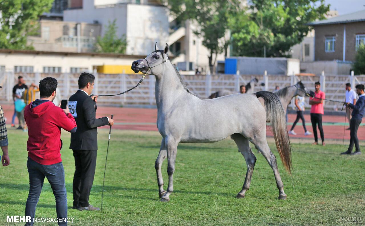 قیمت بهترین نژاد اسب در ایران قیمت بهترین نژاد اسب در ایران