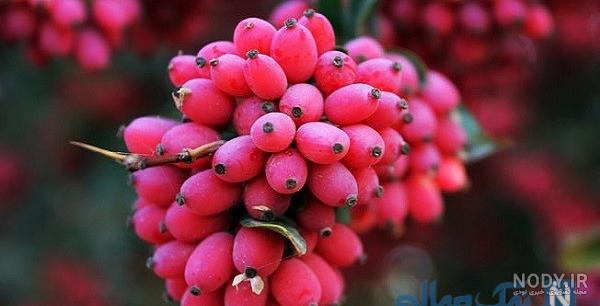 قیمت زرشک تازه
