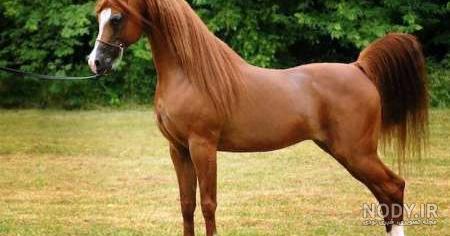 نژاد اسب بختیاری نژاد اسب بختیاری