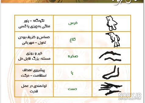 گاو در فال قهوه گاو در فال قهوه