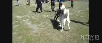 برد سگ علی پلنگ