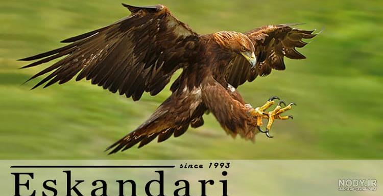 بزرگترین عقاب زنده در جهان بزرگترین عقاب زنده در جهان