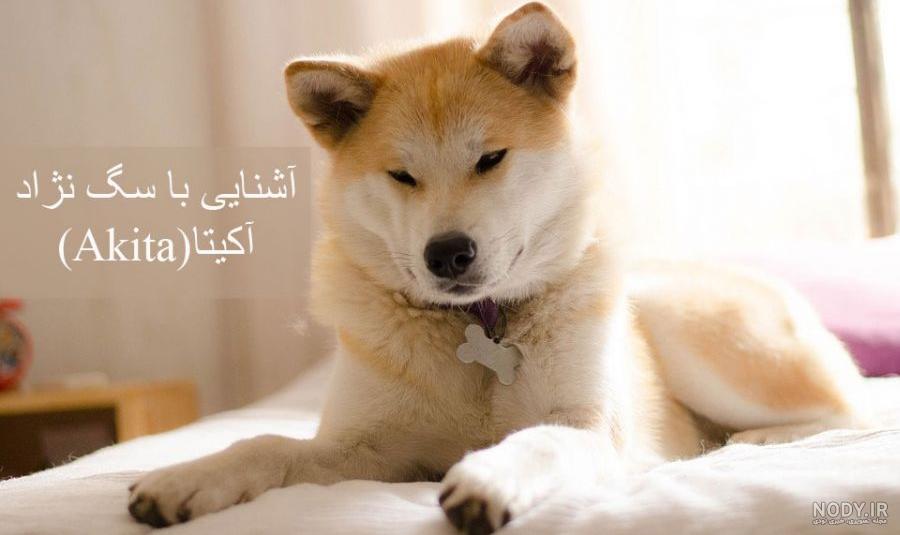 جنگ سگ آکیتا