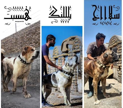 جنگ سگ علی پلنگ با سوزان