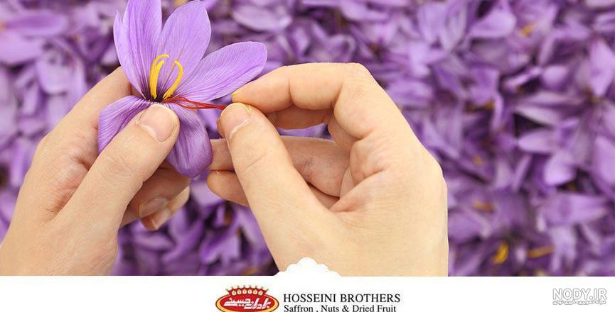 خواص زعفران برای کرونا خواص زعفران برای کرونا
