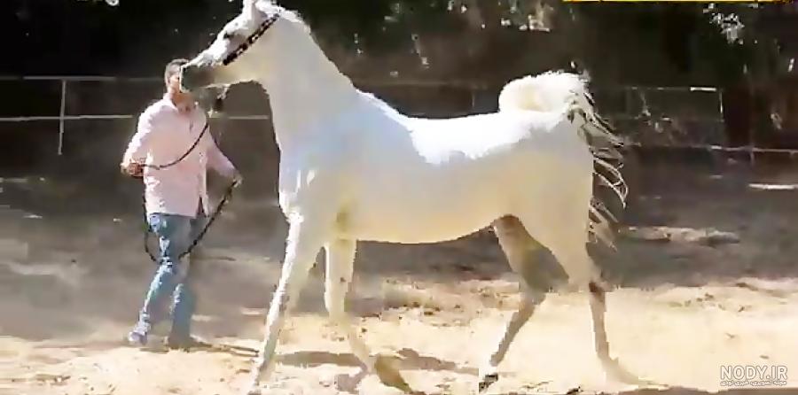 دانلود عکس اسب عرب مصری دانلود عکس اسب عرب مصری
