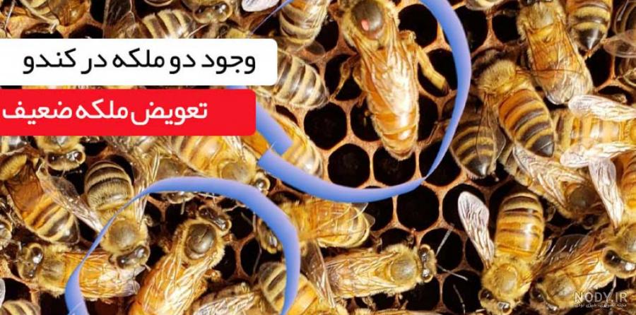 دختر کفشدوزکی و ملکه زنبوری دوبله فارسی دختر کفشدوزکی و ملکه زنبوری دوبله فارسی