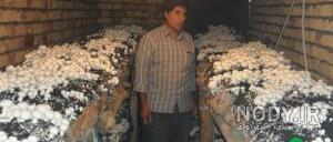 دوره های آموزشی پرورش قارچ جهاد کشاورزی تهران دوره های آموزشی پرورش قارچ جهاد کشاورزی تهران