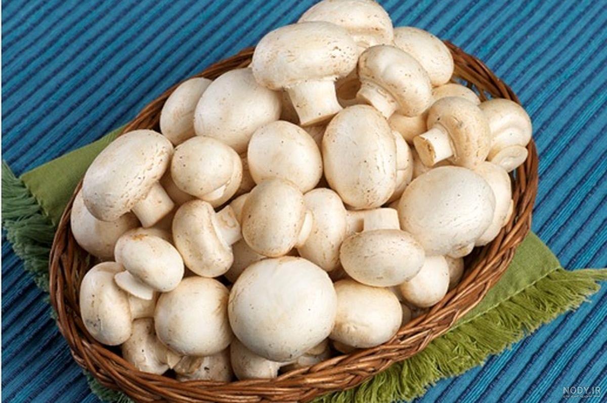 دوره پرورش قارچ دوره پرورش قارچ