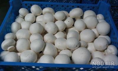دوره پرورش قارچ جهاد کشاورزی دوره پرورش قارچ جهاد کشاورزی