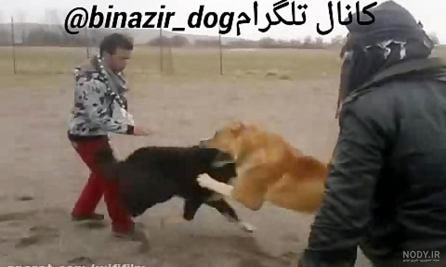 سگ دعوای علی کاشمری