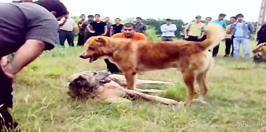 سگ علی پلنگ تربت جام