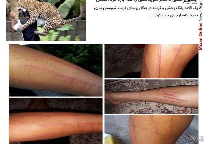 عکس از پلنگ وحشی عکس از پلنگ وحشی