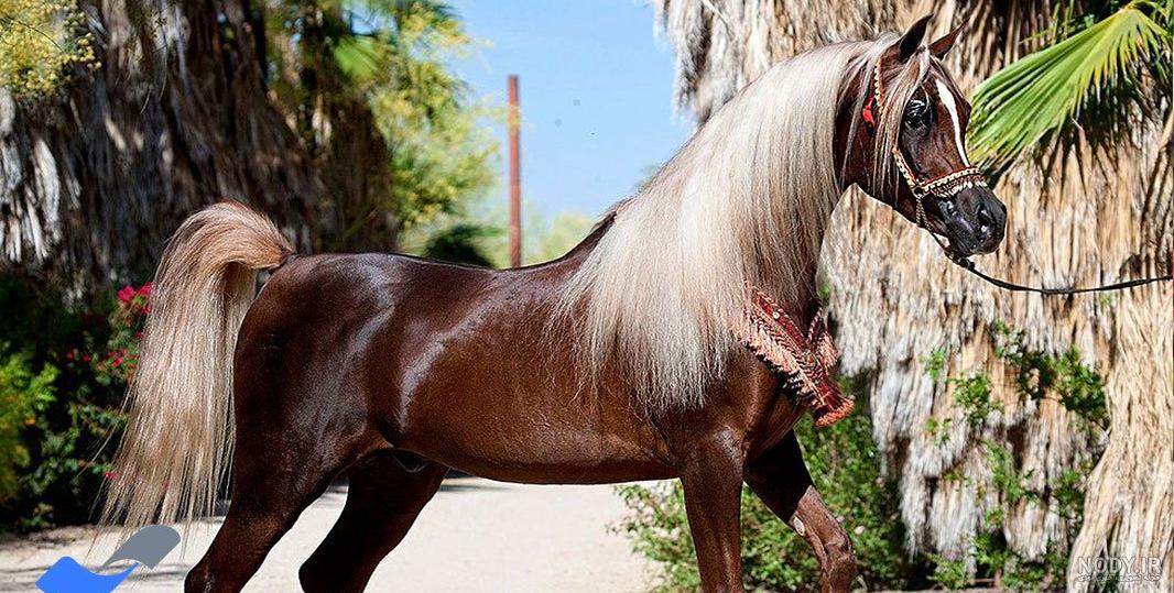 عکس اسب عرب مصری