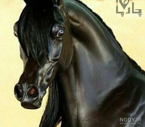 عکس اسب عرب مصری وارداتی عکس اسب عرب مصری وارداتی